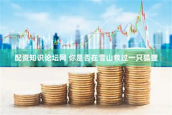 配资知识论坛网 你是否在雪山救过一只狐狸